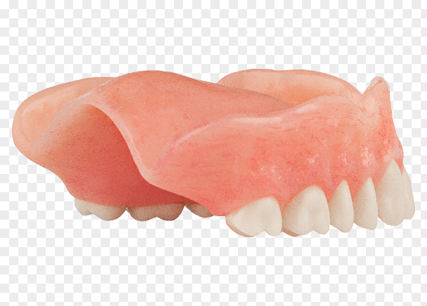 High Grade Shading Dentures Human Tooth PNG