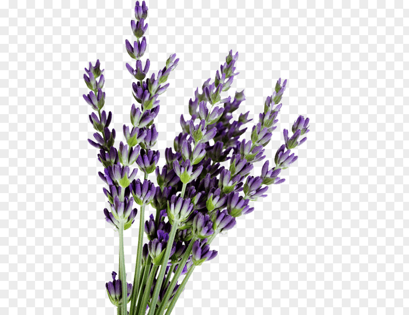 Lavender English Lavandula Dentata French Oil Flower PNG