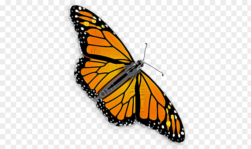 Monarch Butterfly PNG