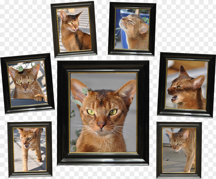 Cat Whiskers Picture Frames Collage PNG