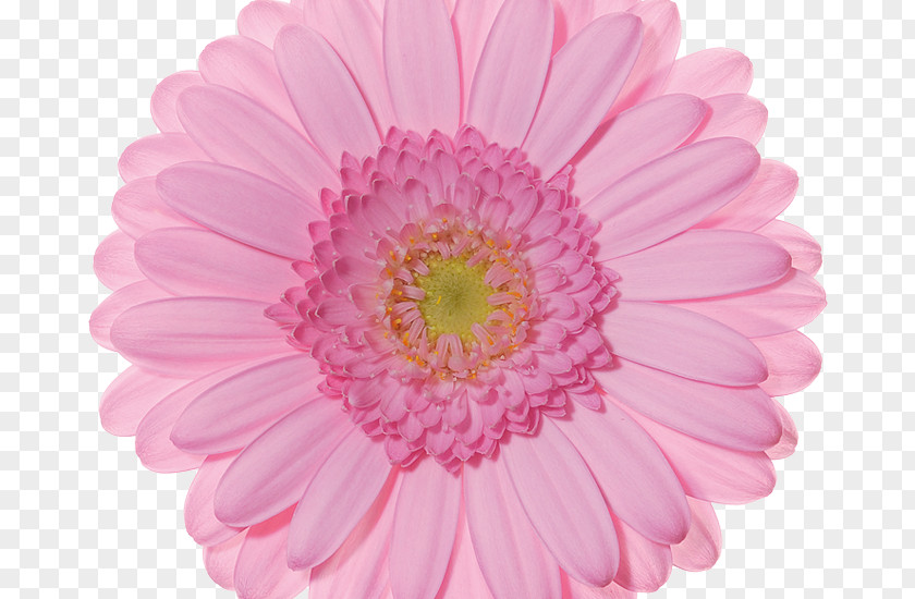 Flower Cut Flowers Floral Design Color PNG