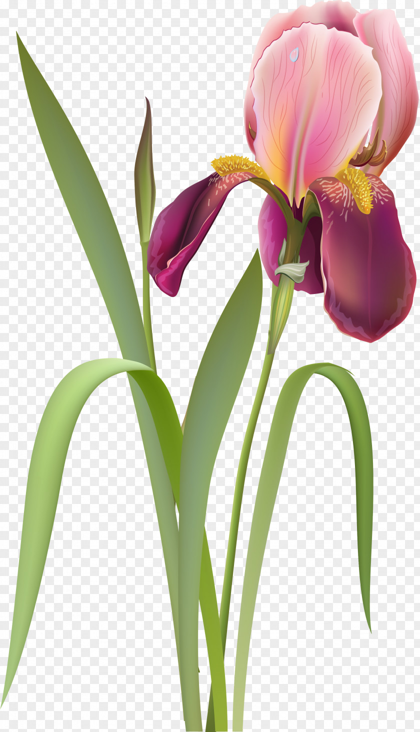 Flower Cut Flowers Tulip Clip Art PNG