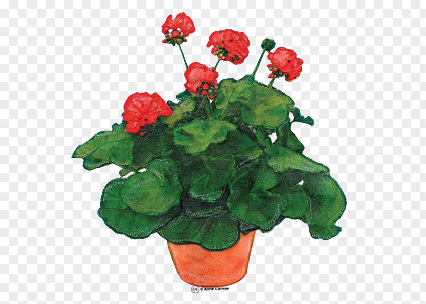 Geranium Cliparts Molle Robertianum Hardy Geraniums Clip Art PNG