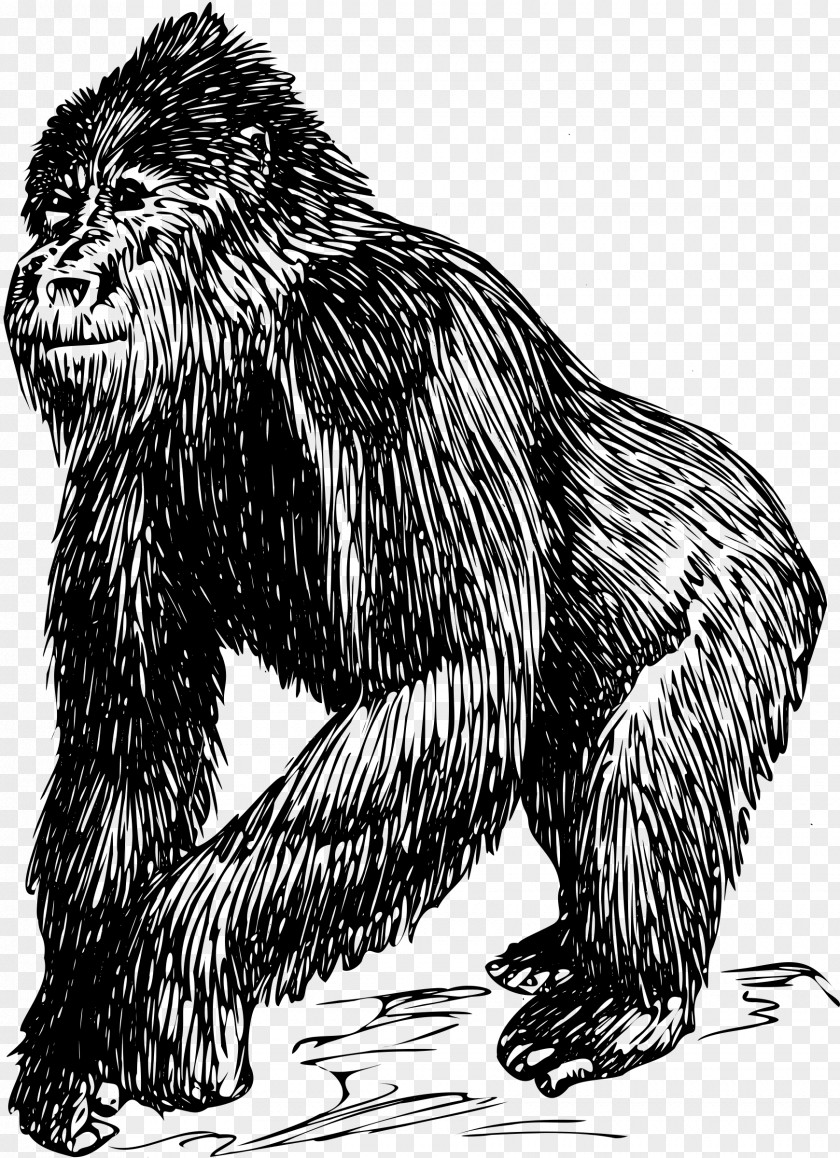 Gorilla Clipart Mountain Drawing Ape Clip Art PNG