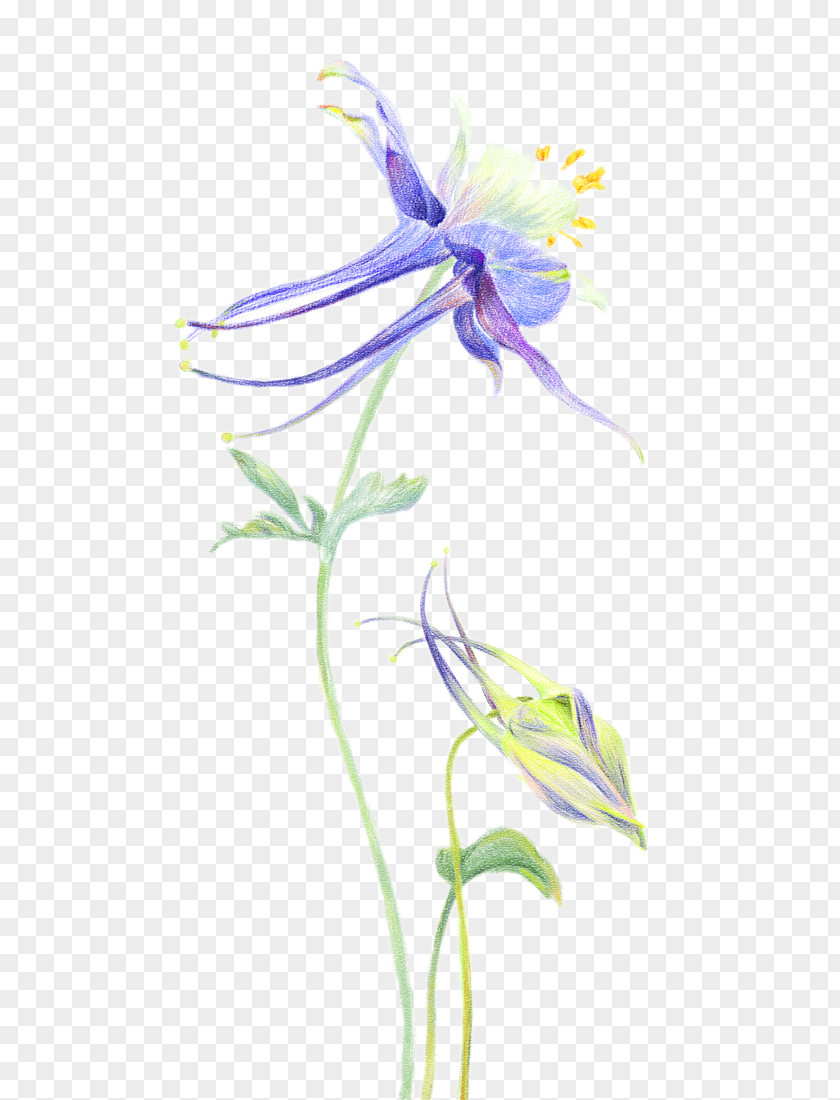 Columbine Flower Painted Petal Orchids PNG