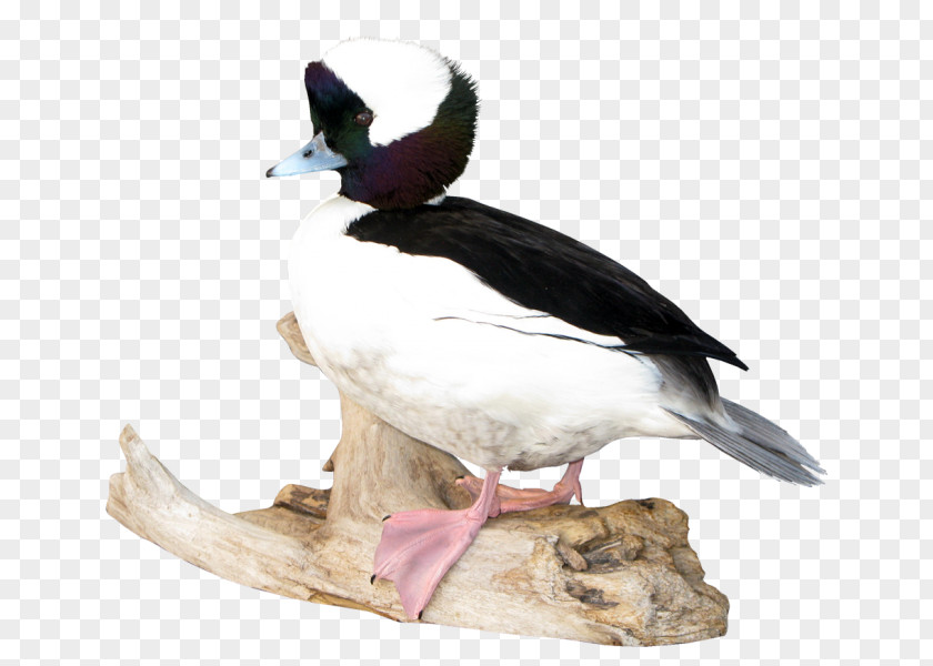 Duck Mallard Seaducks Fauna Beak PNG