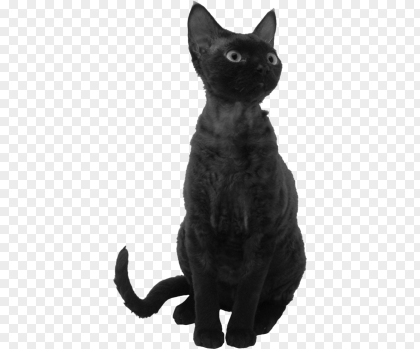 Kitten Black Cat Bombay Korat Devon Rex American Wirehair PNG