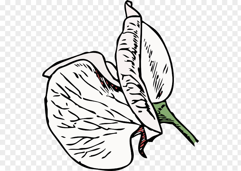 Magnolia Vector Sweet Pea Vine Clip Art PNG