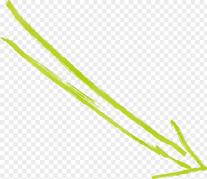 Plant Line Grass Family Stem PNG