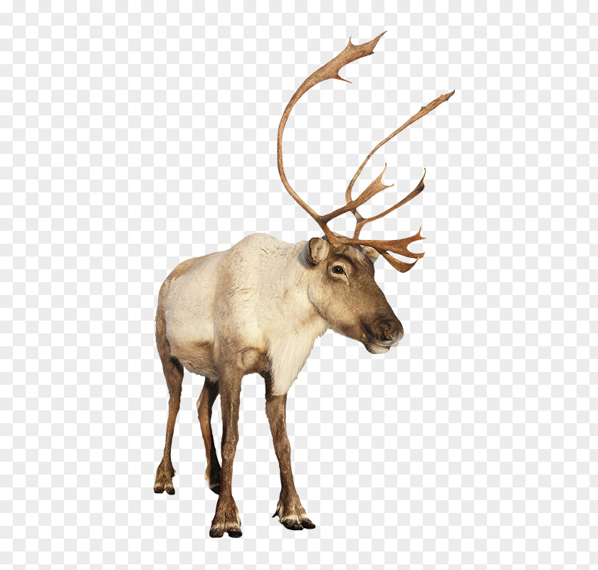 Tambourine Green Reindeer Rudolph Christmas Moose PNG