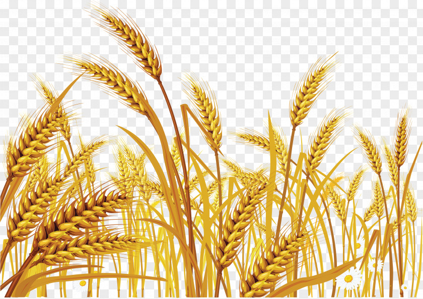 Wheat Euclidean Vector Cereal Clip Art PNG