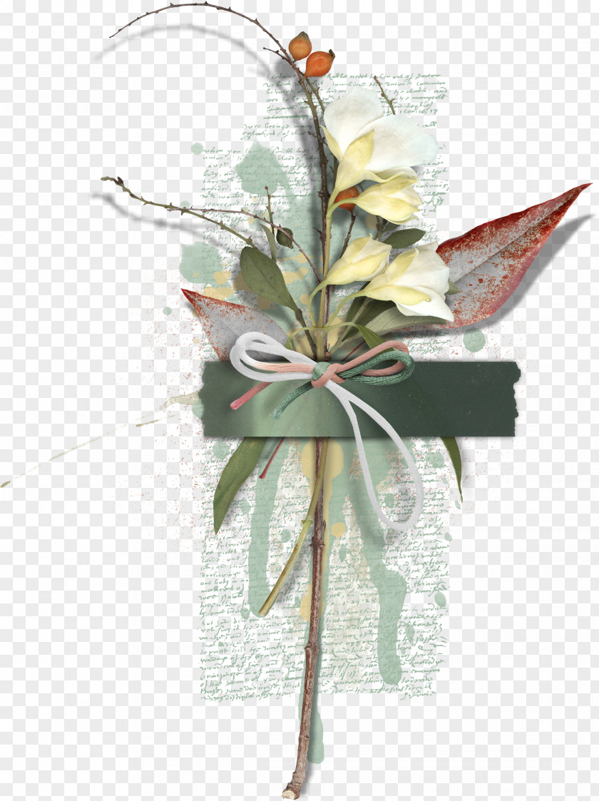 Creative Floral Specimens Biological Specimen Biology Petal PNG