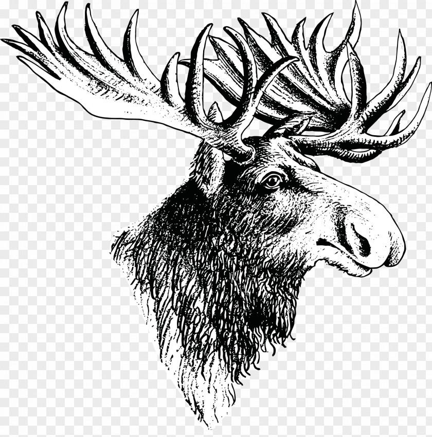 Deer Moose Elk Drawing PNG