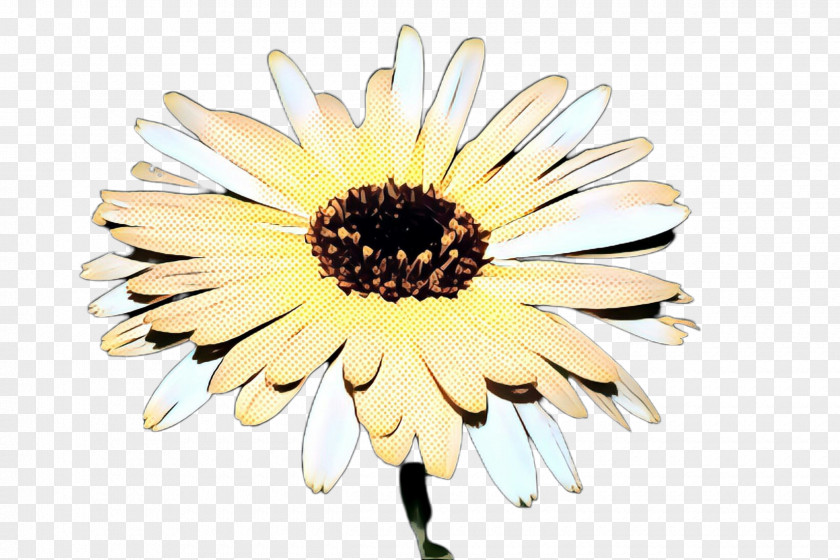 Flowering Plant African Daisy PNG