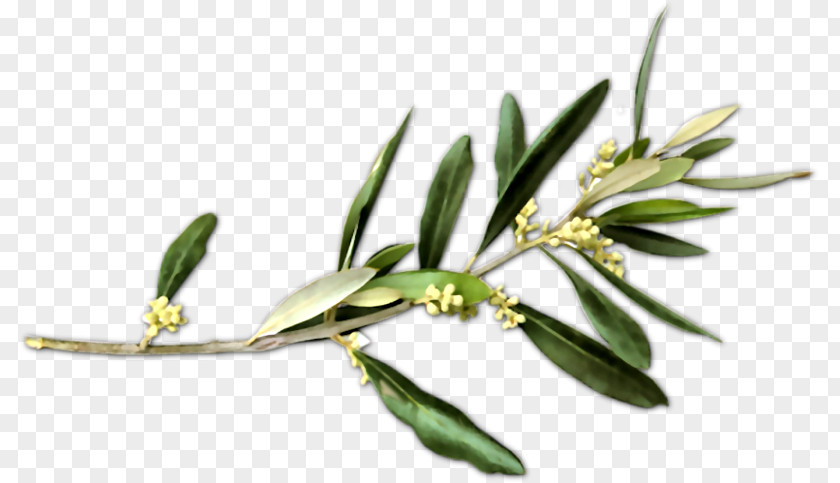 Olive Branch Petition Peace Symbols PNG