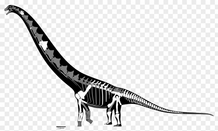 Reconstruction Tyrannosaurus Futalognkosaurus Mamenchisaurus Dreadnoughtus Dinosaur PNG