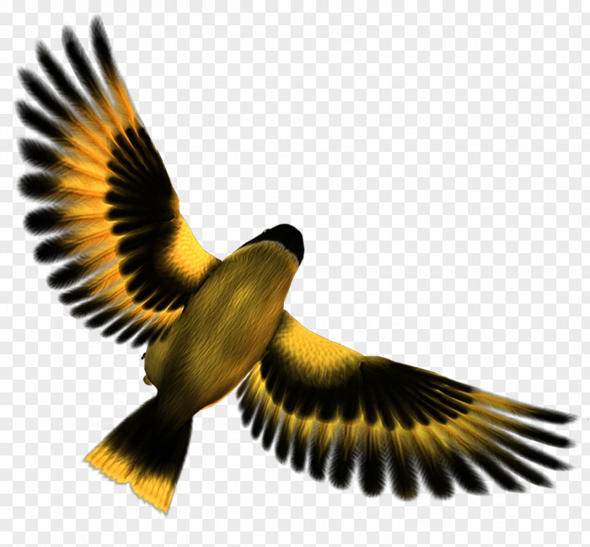 Bird Vector Graphics Image Download PNG