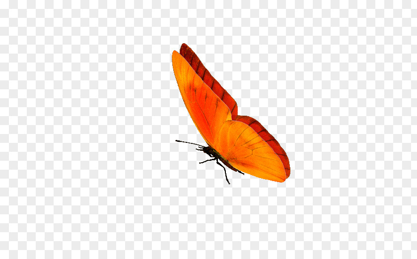 Butterfly GIF Clip Art Information PNG