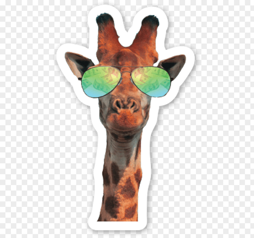 Cat Northern Giraffe Neck Glasses Sound PNG