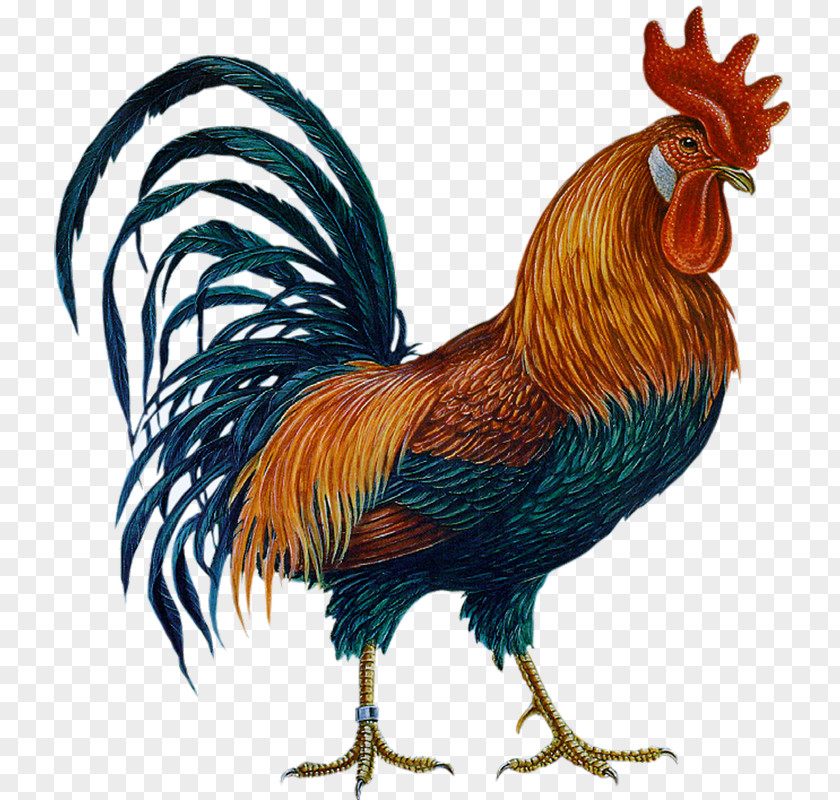 Chicken Rooster Clip Art PNG