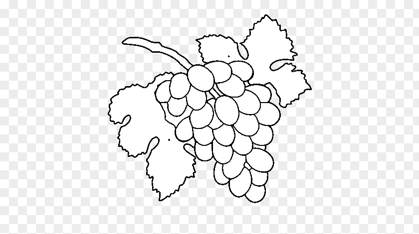 Grape Drawing Raceme Coloring Book Painting PNG