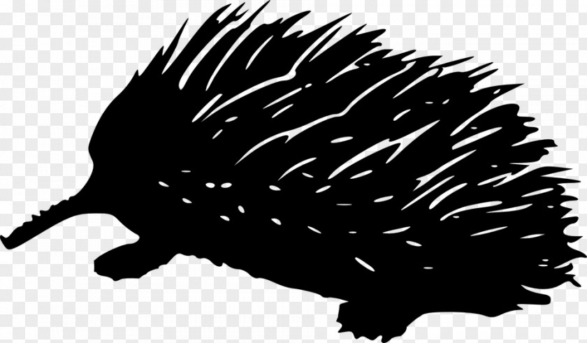 Hedgehog Black And White Wing PNG