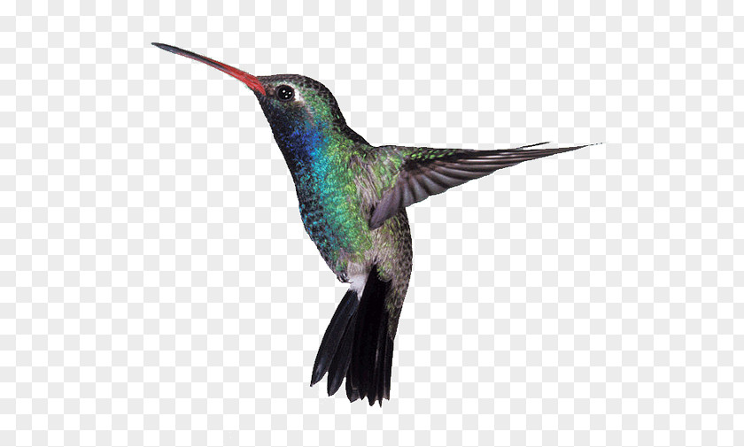 Hummingbird Google Algorithm Broad-billed PNG