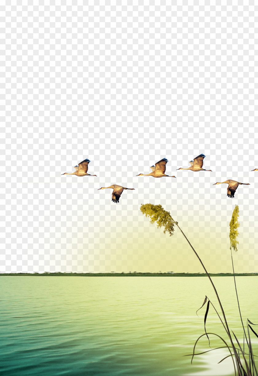 Swan Riverside Reeds Creative Background Goose Afterglow Fukei Sunset PNG
