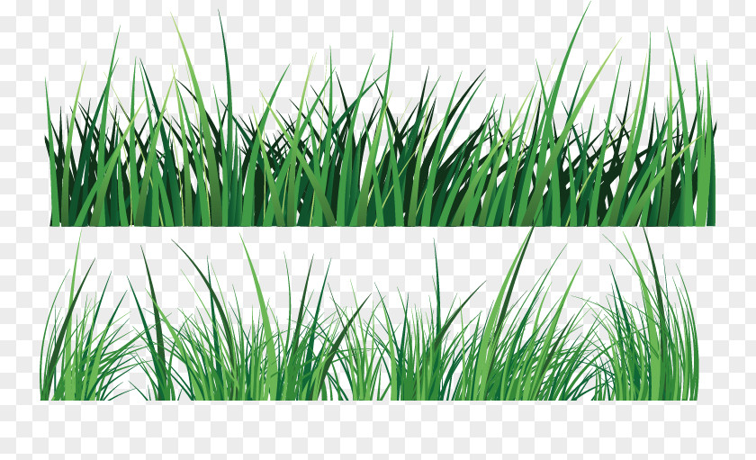 Vector Painted Two Bushes Green PNG