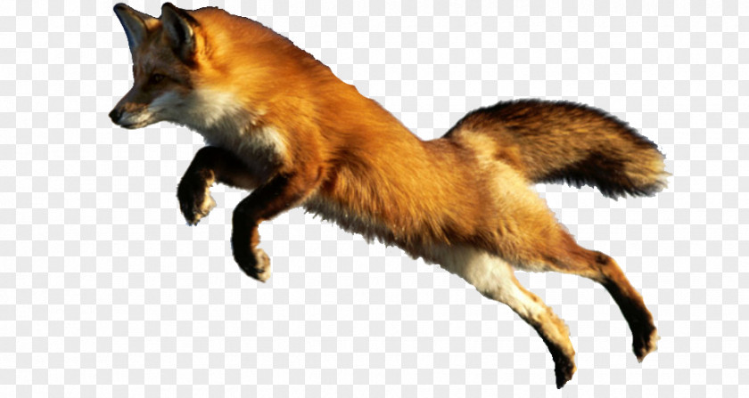 Fox Red Cat Raccoon Animal PNG