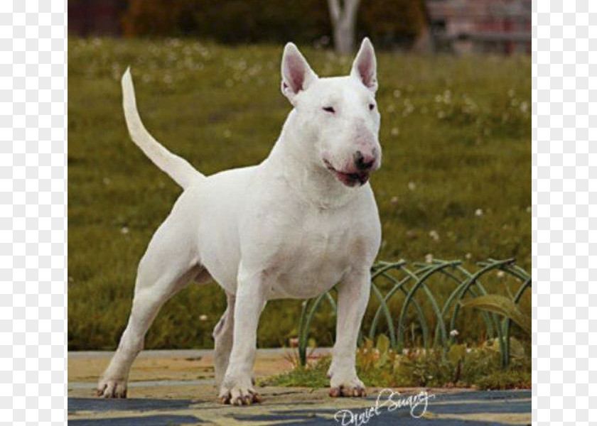 Miniature Bull Terrier American Pit And Old English PNG