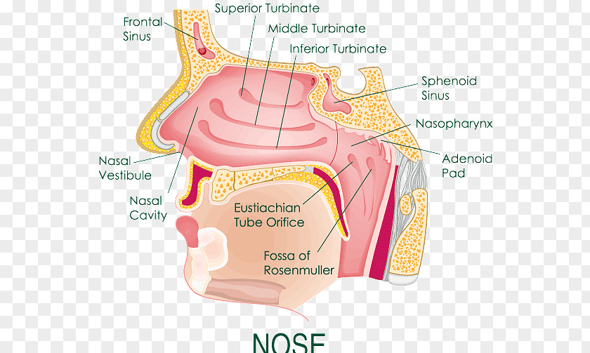 Nose Anatomy Of The Human Nasal Cavity Diagram PNG