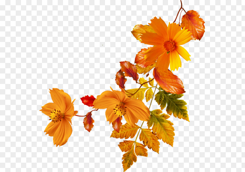 Orange Flowers Flower Autumn Clip Art PNG