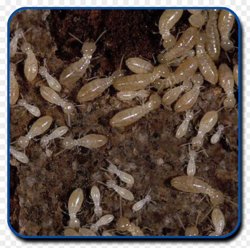 Pest Eastern Subterranean Termite Reticulitermes Lucifugus Control Les Termites PNG