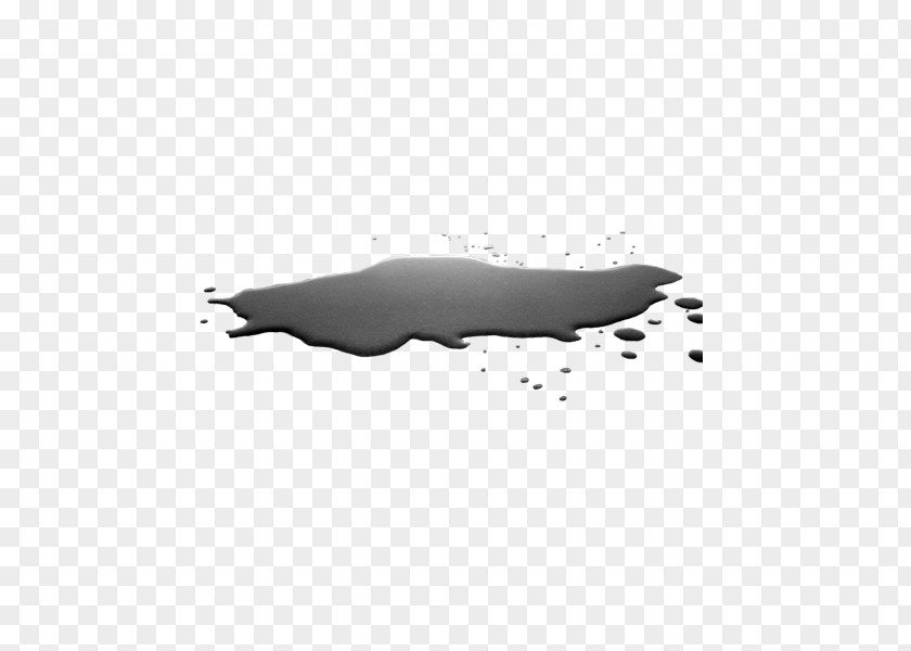 Puddle Sea Lion Marine Mammal Pinniped Black And White PNG
