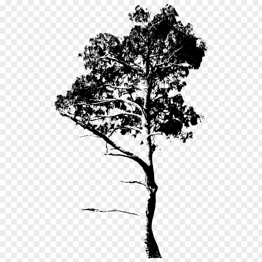 Tree Twig Royalty-free Drawing PNG