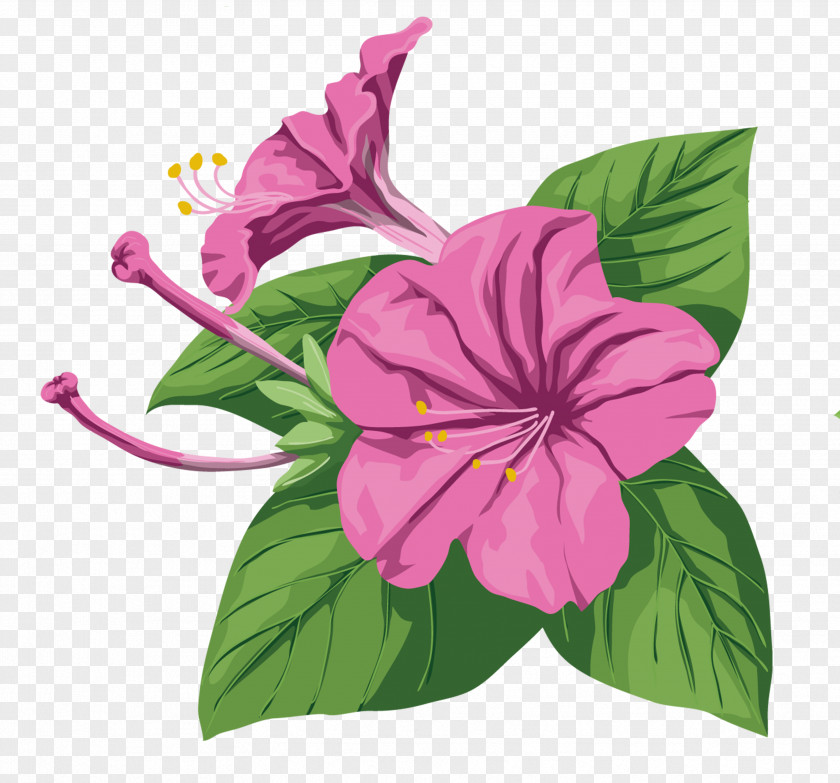 Tropical Flower Ipomoea Nil Purple Hibiscus PNG