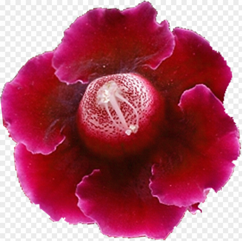 Violet Flower Petal Clip Art PNG