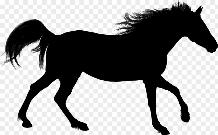 Animal Silhouettes Arabian Horse American Paint Silhouette Stallion Clip Art PNG