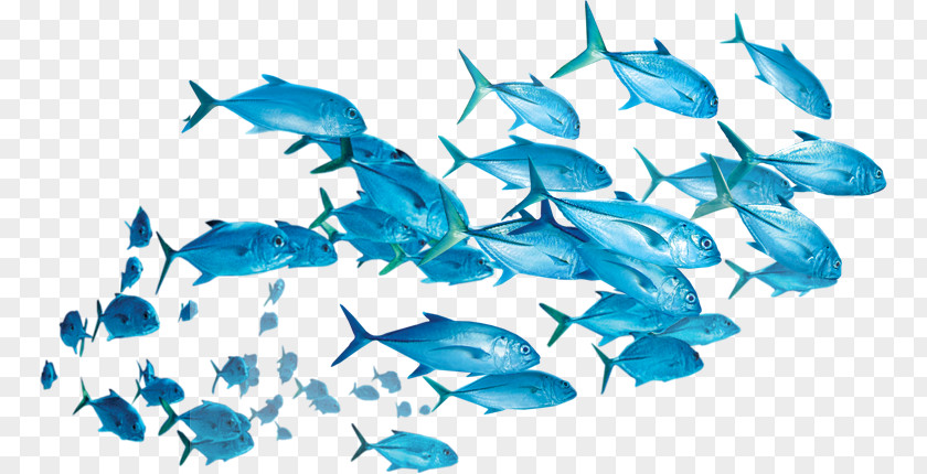 Fish Yellowfin Tuna Shoaling And Schooling Clip Art PNG