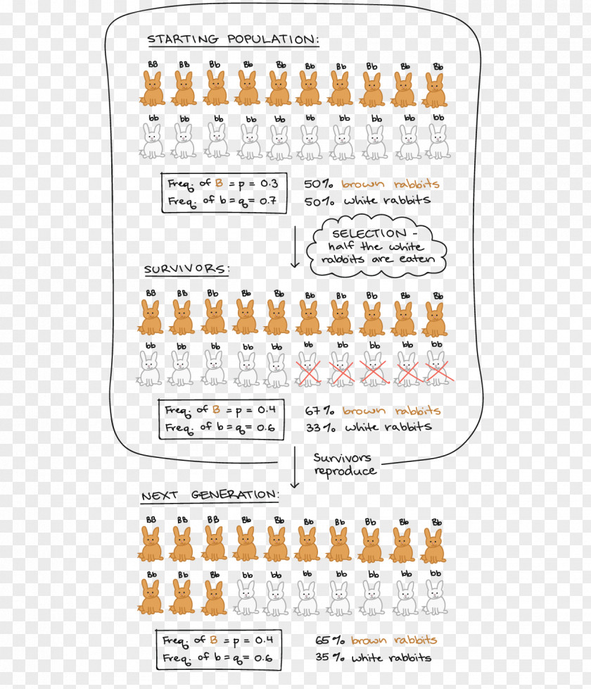 Fitness Hardy–Weinberg Principle Allele Frequency Natural Selection Genotype Population Bottleneck PNG