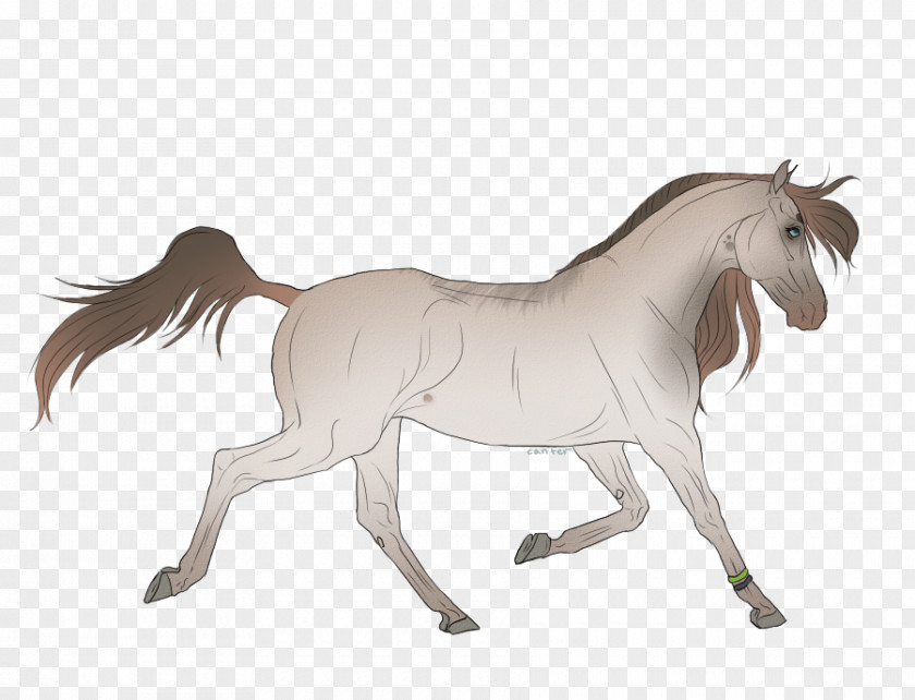 Mustang Mane Foal Stallion Colt PNG