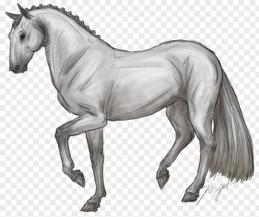 Mustang Mane Foal Stallion Mare Colt PNG