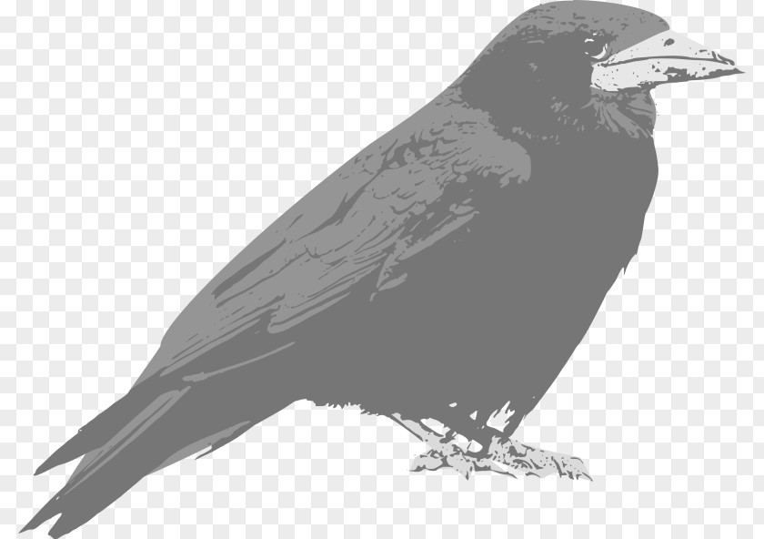 Raven Common Clip Art Openclipart Free Content Vector Graphics PNG