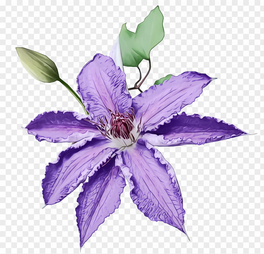 Bellflower Family Flower Flowering Plant Purple Violet PNG