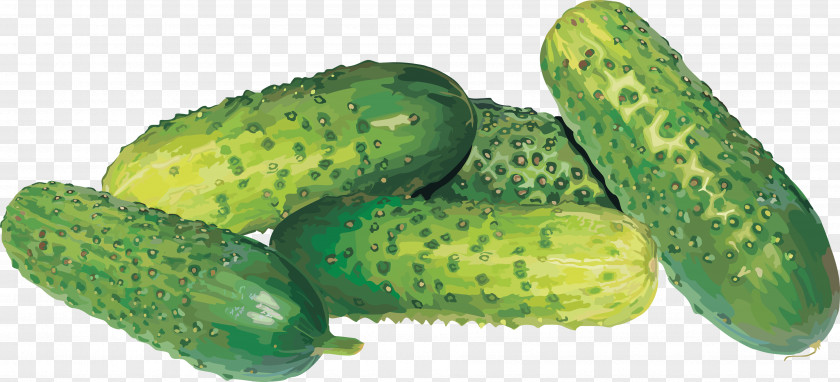 Cucumbers Pickled Cucumber PNG
