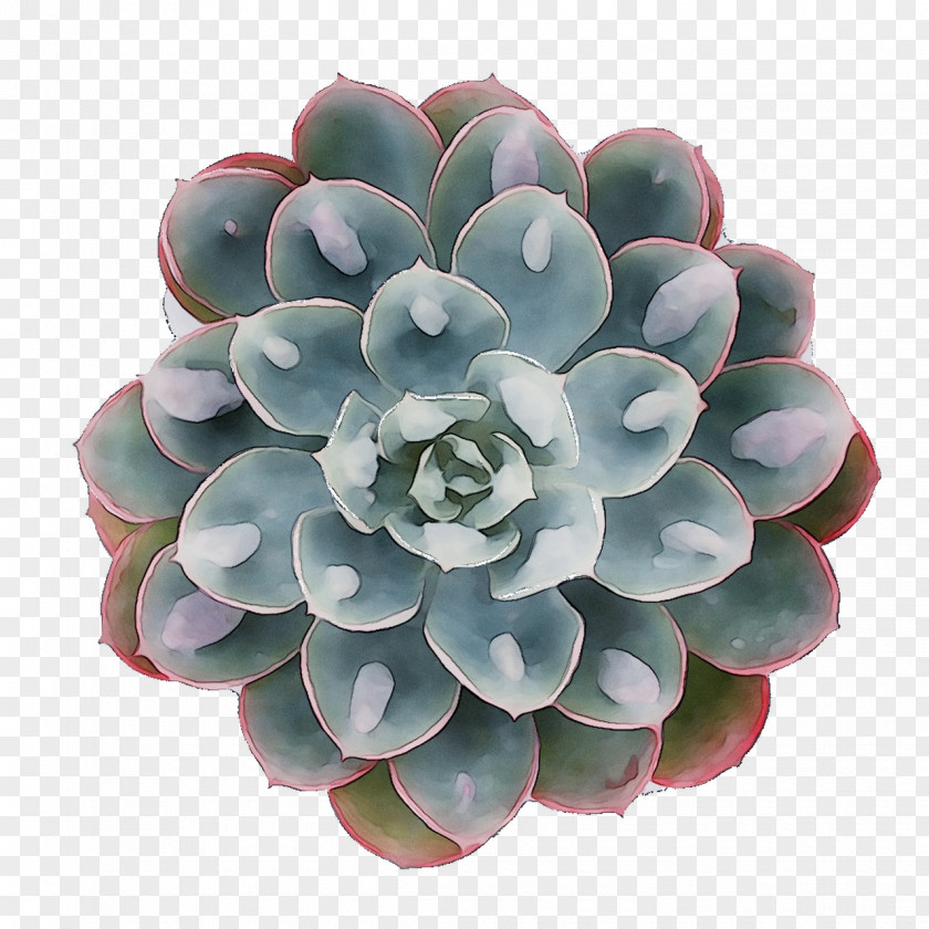 Flower PNG