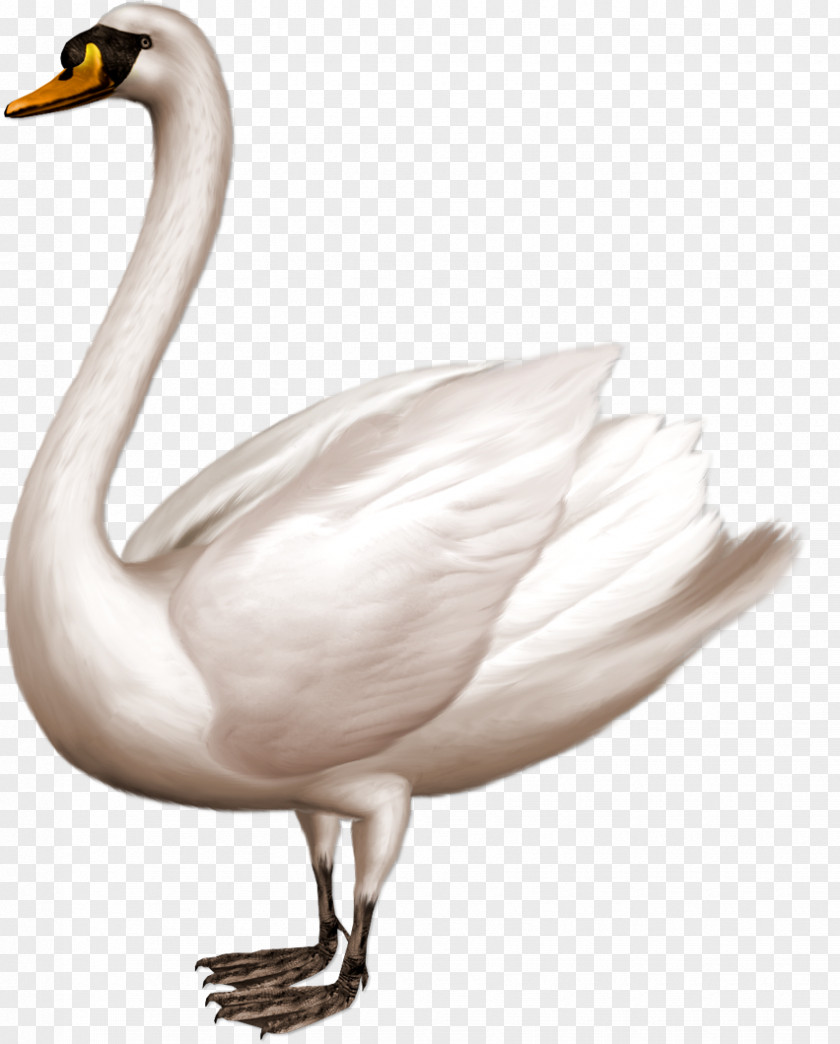 Swan Domestic Goose PNG
