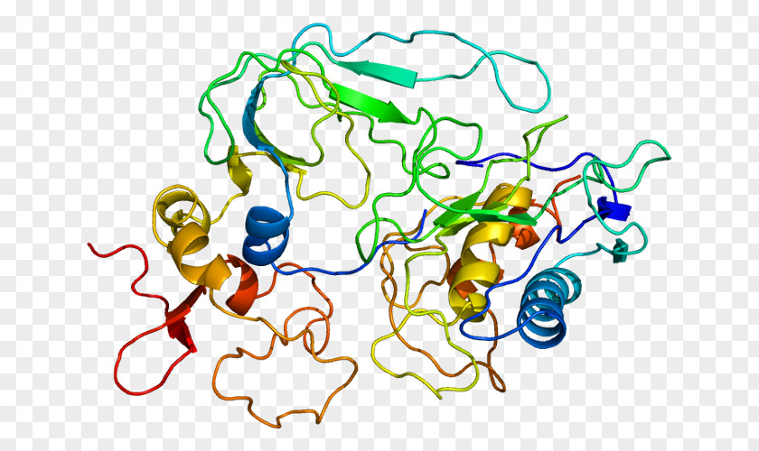 CD47 Signal-regulatory Protein Alpha Macrophage PNG