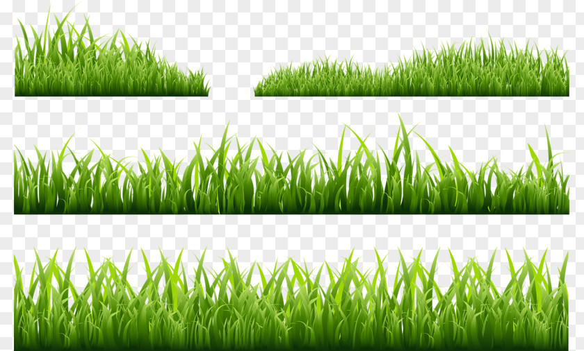 Green Grass Photography Royalty-free Illustration PNG